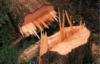 Hunters Hill Tree Removal